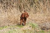 SETTER IRLANDAIS 277